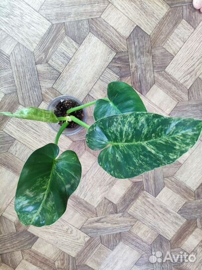 Филодендрон гигантум вариегатный