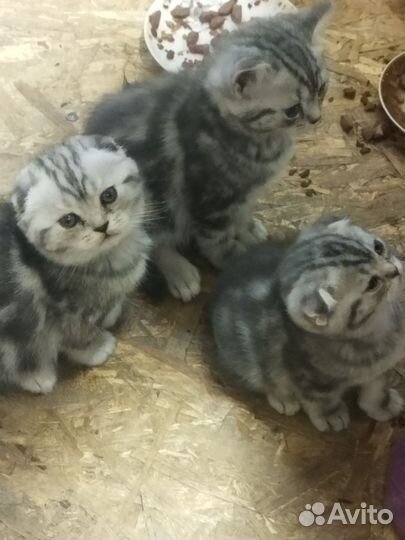 Британские котята