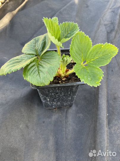 Клубника рассада