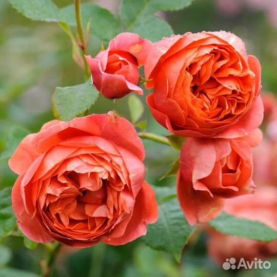 Саженцы Роза английская Саммер Сонг