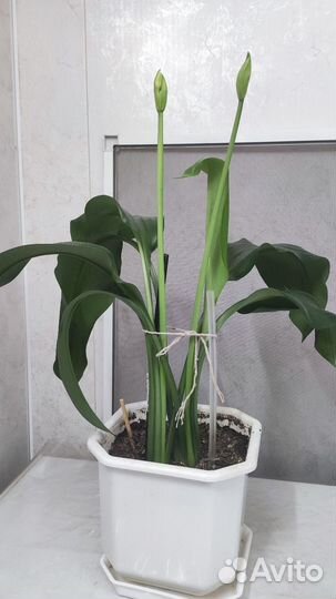 Эухарис(амазонская лилия)
