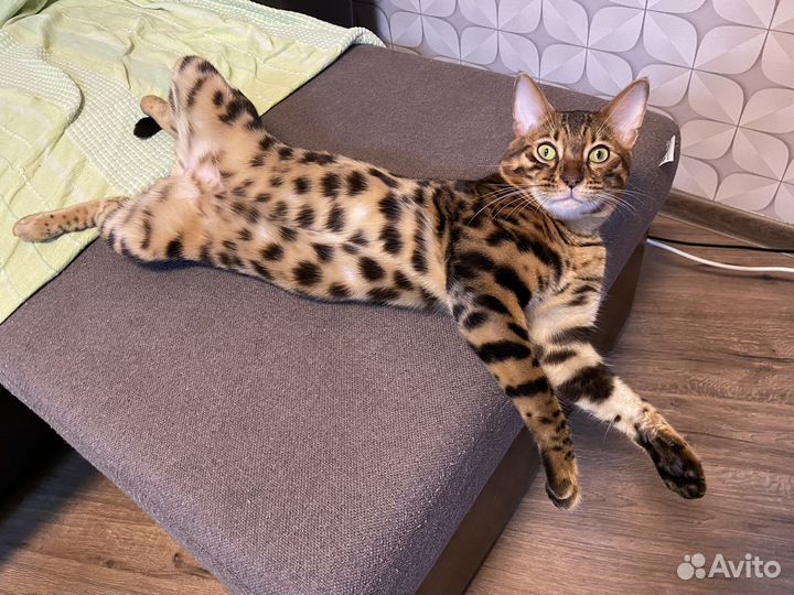 Бенгальский кот вязка