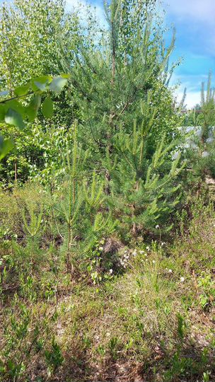 Участок 10 сот. (СНТ, ДНП)