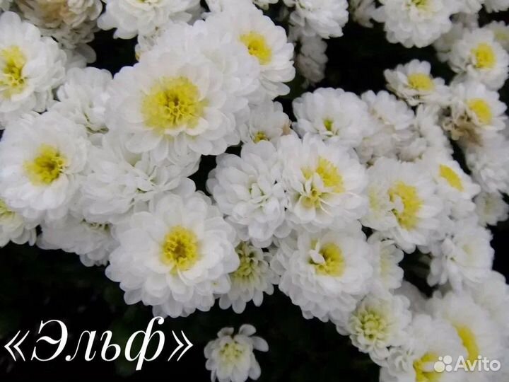 Хризантема