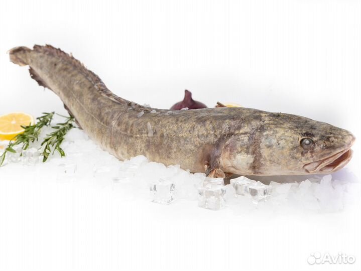 Налим свежемороженый