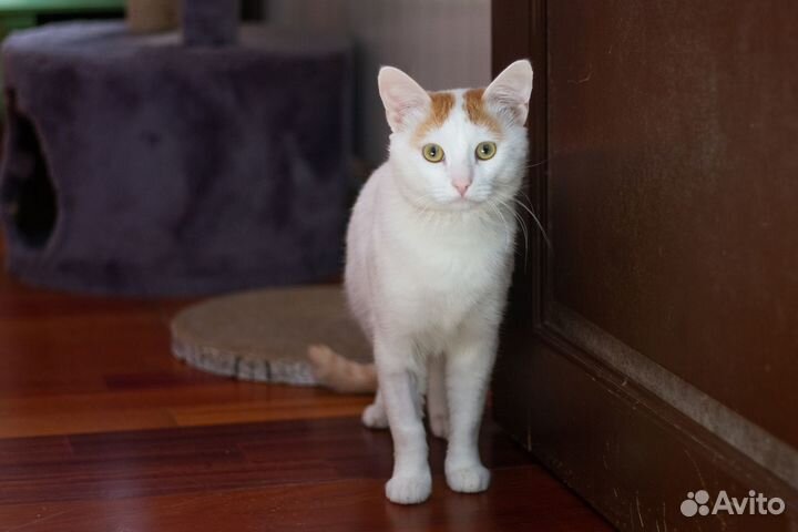 Ласковый кот