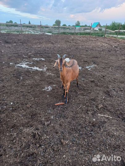 Бараны. Козы