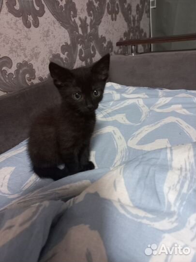 Черный котенок в добрые руки