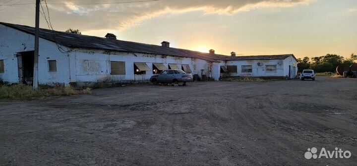 Молочная Ферма крс