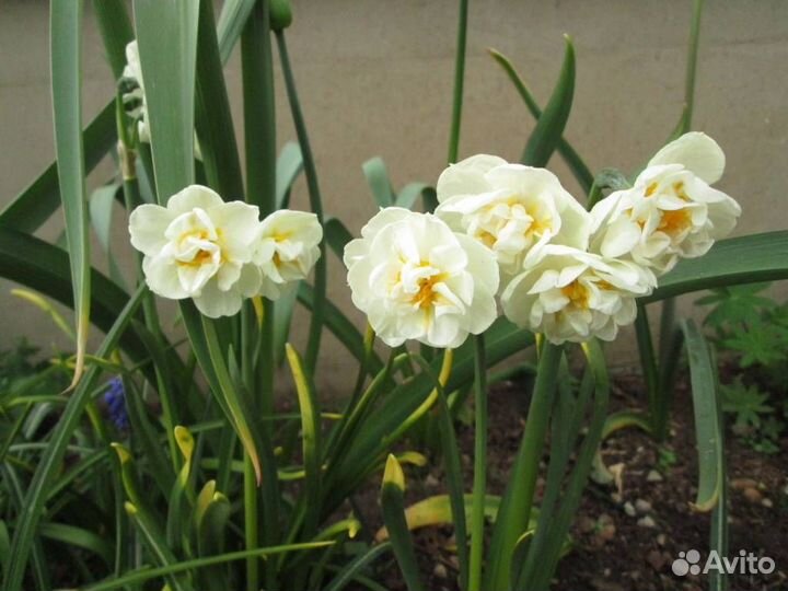 Нарцисс Брайдал Краун 5 шт