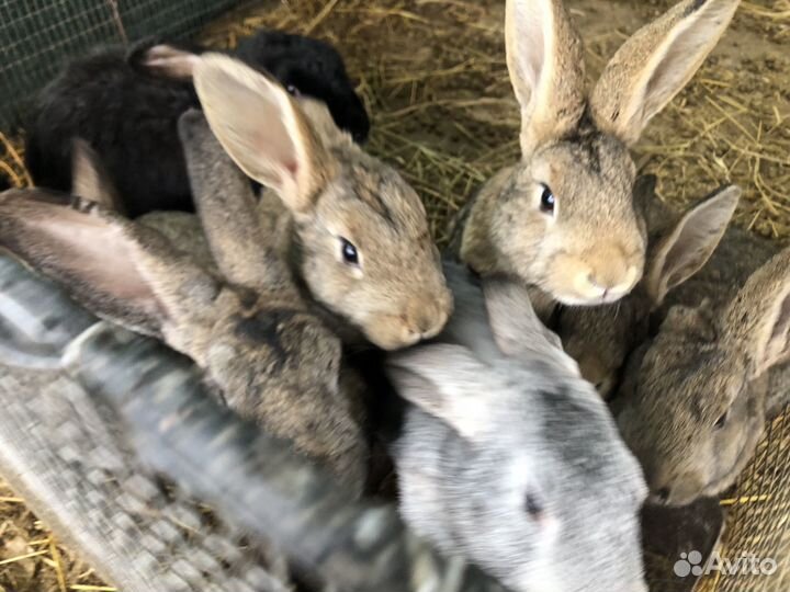 Кролики мясных пород