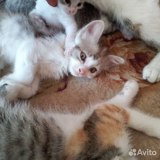 Кошки в добрые руки