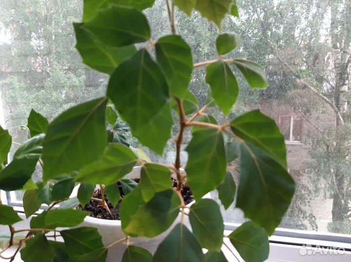 Комнатные цветы берёзка