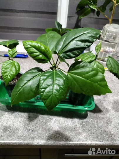 Гибискус китайская роза