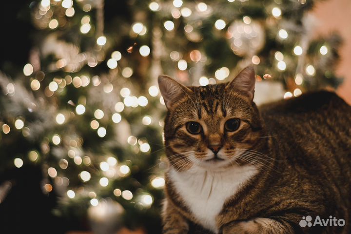 Объектив yongnuo 50mm f1 8 с автофокусом nikon