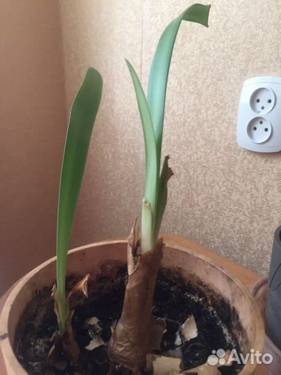 Кливия, щучий хвост, хлорофиллум