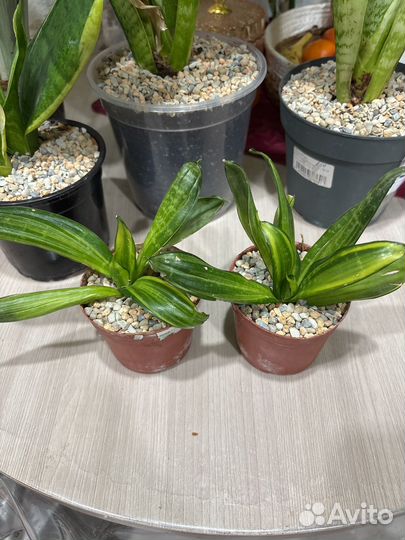 Сансевиерия вайт тайгер,металлика,ханни,лаурети