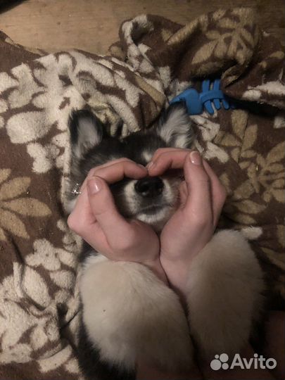 Щенок Метис Хаски и Лайки