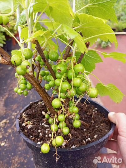 Смородина сортовая чёрная, красная, белая, розовая