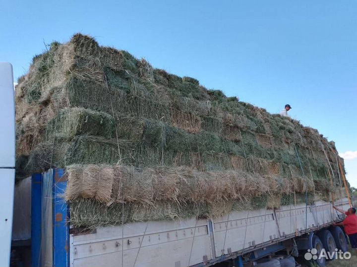 Сено в кипах оптом