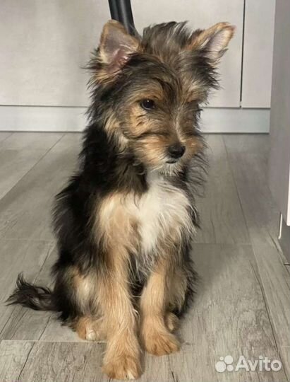 Йоркширский терьер девочка