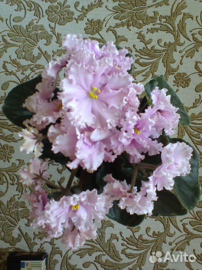 Фиалки (сенполии)