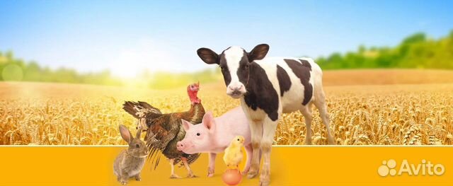 Кормосмесь, комбикорм, овес, пшеница, Отруби, ячме