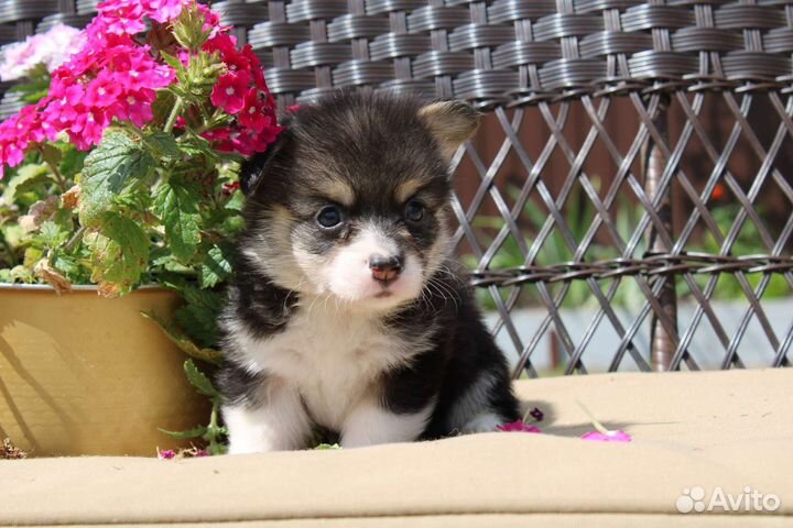 Вельш-корги пемброк