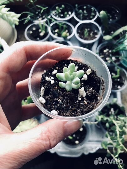 Очиток Моргана / Седум / Суккулент - отростки