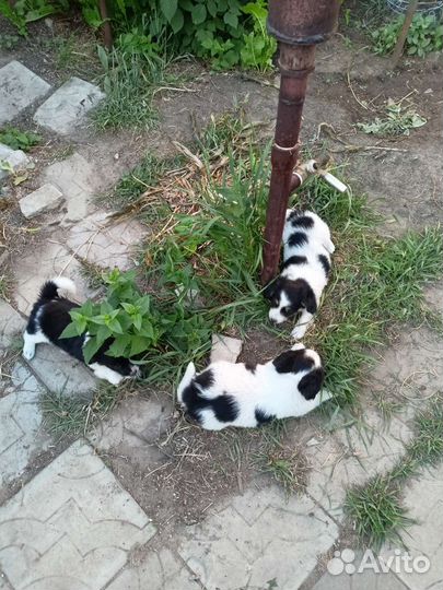 Собаки щенки