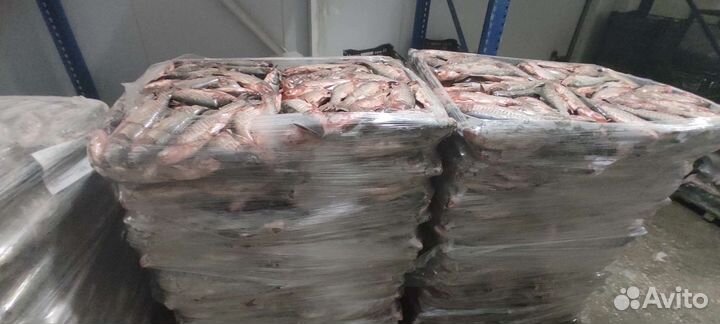 Рыба Толстолобик беляк свежемороженный оптом