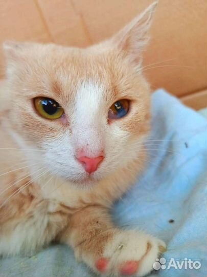 Клеточное содержание.слов нет. В дар. Кошечка