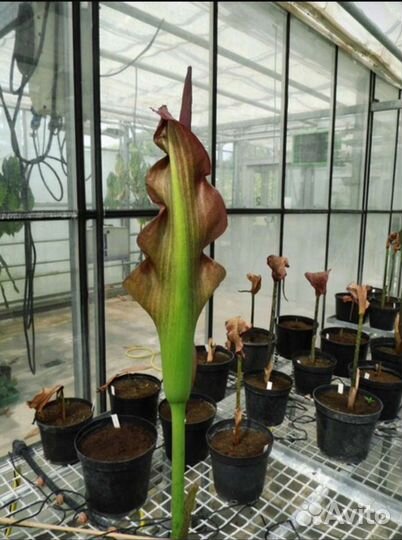 Аморфофаллус 