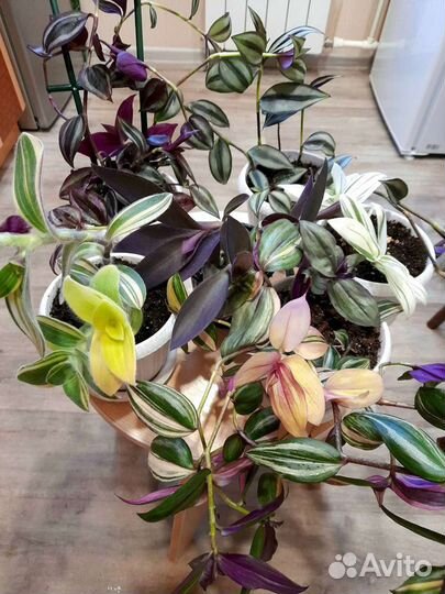 Традесканция