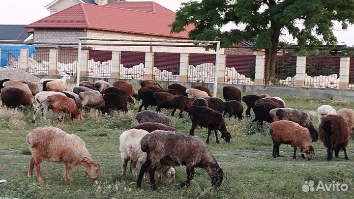 Овцы бараны Эдельбаевские