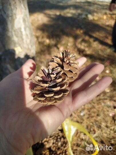 Шишки малышки сосновые