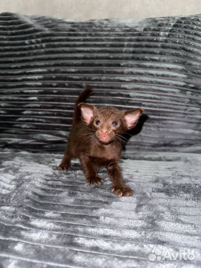 Ориентальные котята