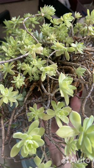 Седум пальмери