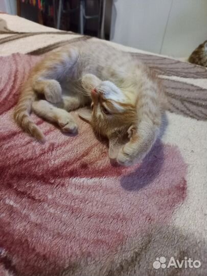 Котёнок девочка