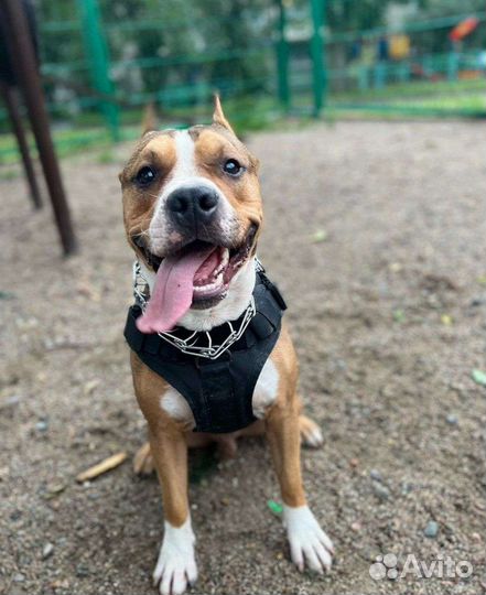 Выгул собак на время вашего отдыха и не только