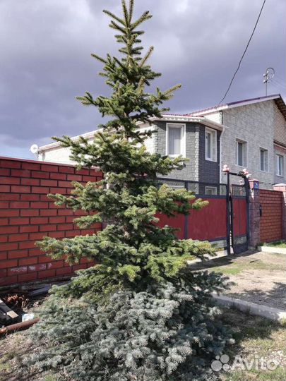 Саженцы ель голубая