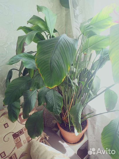 Монстера, герань, фикус на фото