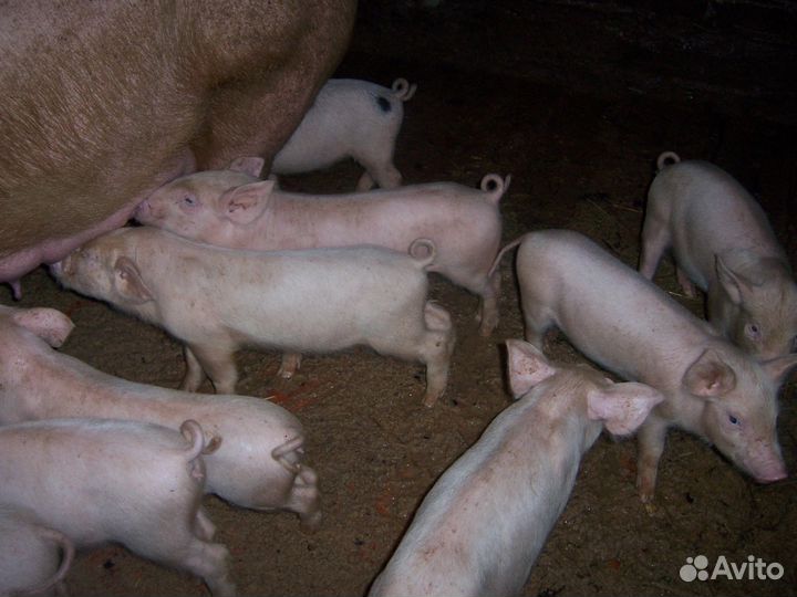 Поросята