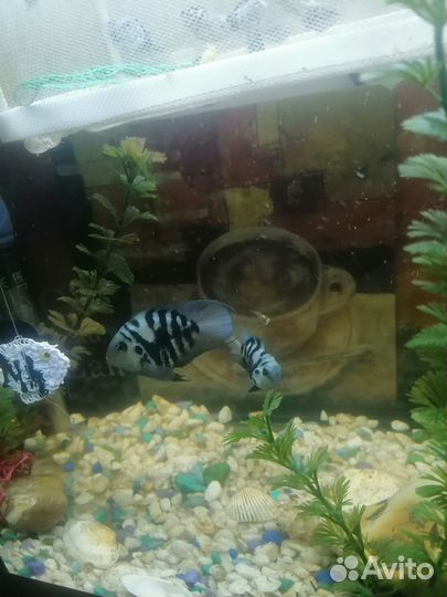Аквариумные рыбки