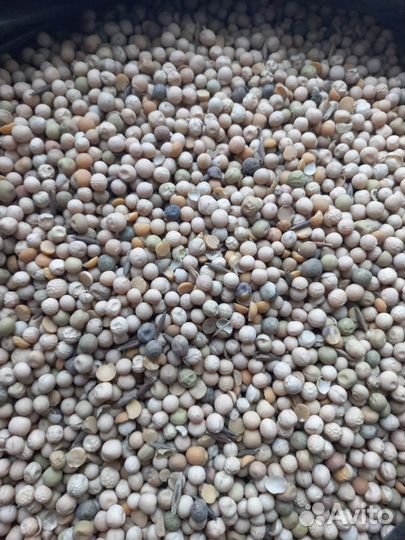 Пшеница,Ячмень,Кукуруза,Овес,Подсолнечник