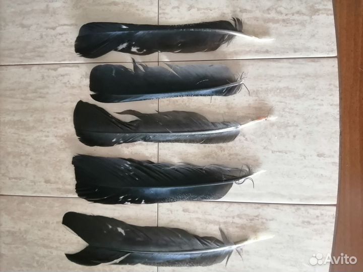 Перья глухаря