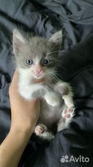 Отдам котенка в добрые руки