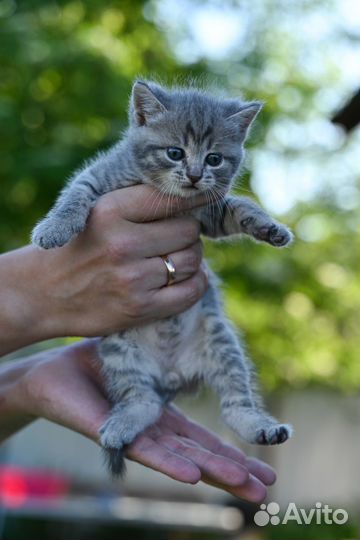 Шотландские вислоухие котята