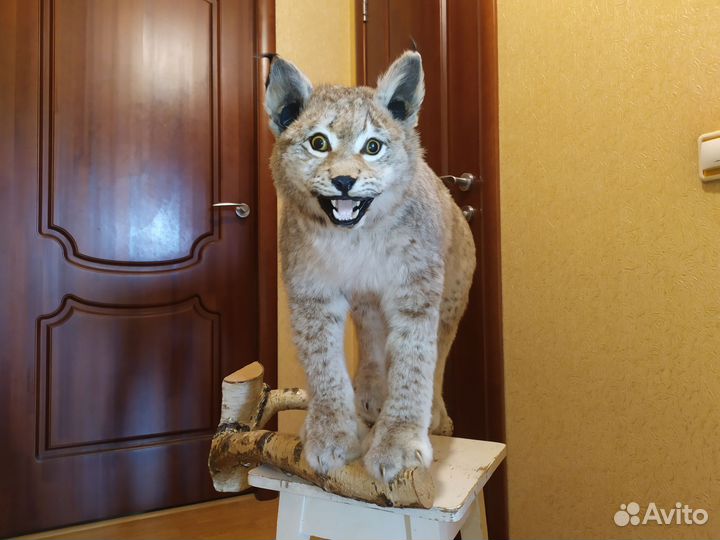 Чучело (имитация) рыси