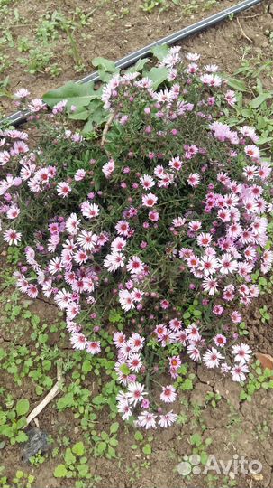 Астра вересковая почвопокровная